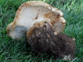 18 Leucopaxillus macrocephalus